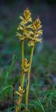 Orobanche laxissima