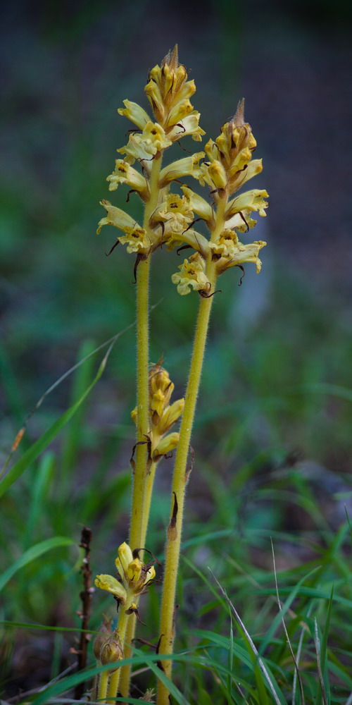 Изображение особи Orobanche laxissima.