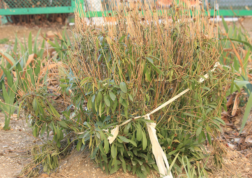Image of Coreopsis grandiflora specimen.