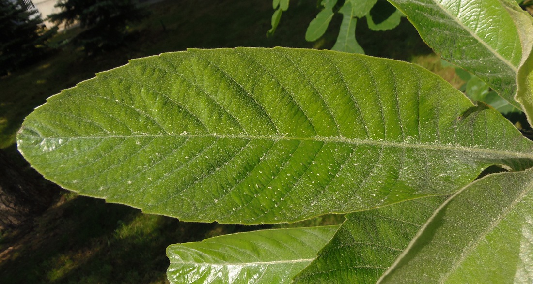 Изображение особи Eriobotrya japonica.