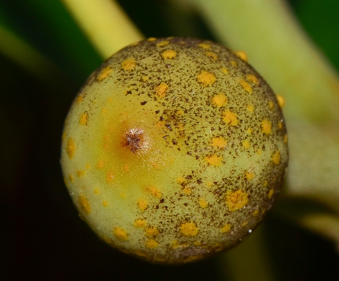 Image of Ficus rubiginosa specimen.