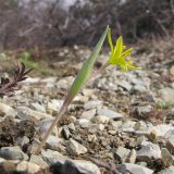 Gagea germainae. Цветущее растение. Краснодарский край, г. Новороссийск, мыс Шесхарис, можжевеловое редколесье. 01.03.2014.