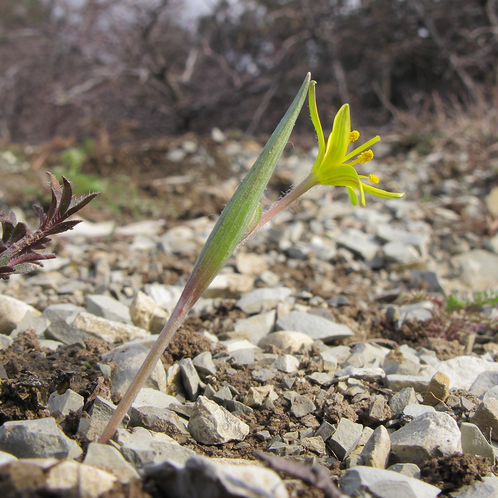 Image of Gagea germainae specimen.