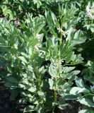 Vicia faba. Цветущие растения. Восточный Казахстан, Уланский р-н, с. Украинка, дачный участок. 04.07.2008.