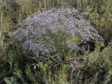 Limonium sareptanum. Цветущее растение. Саратовская обл., Саратовский р-н, в верхней части склона долины мелкой речки. 13 августа 2011 г.