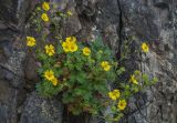 Potentilla fragiformis