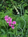 Lathyrus latifolius. Верхушка побега с распустившимся и нераспустившимся соцветиями. Узбекистан, г. Ташкент, Ботанический сад им. Ф.Н.Русанова. 17.08.2008.