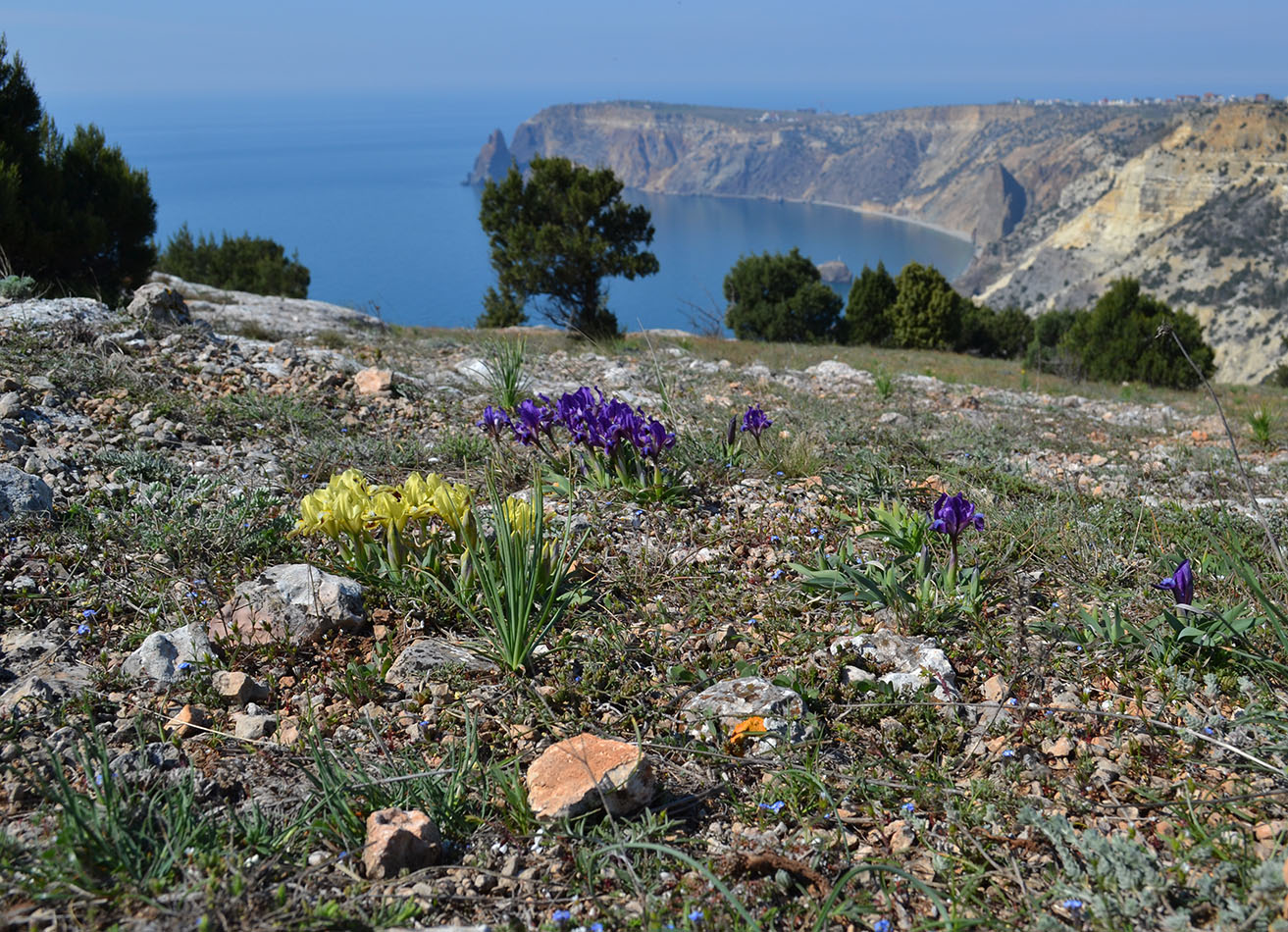 Image of Iris pumila specimen.