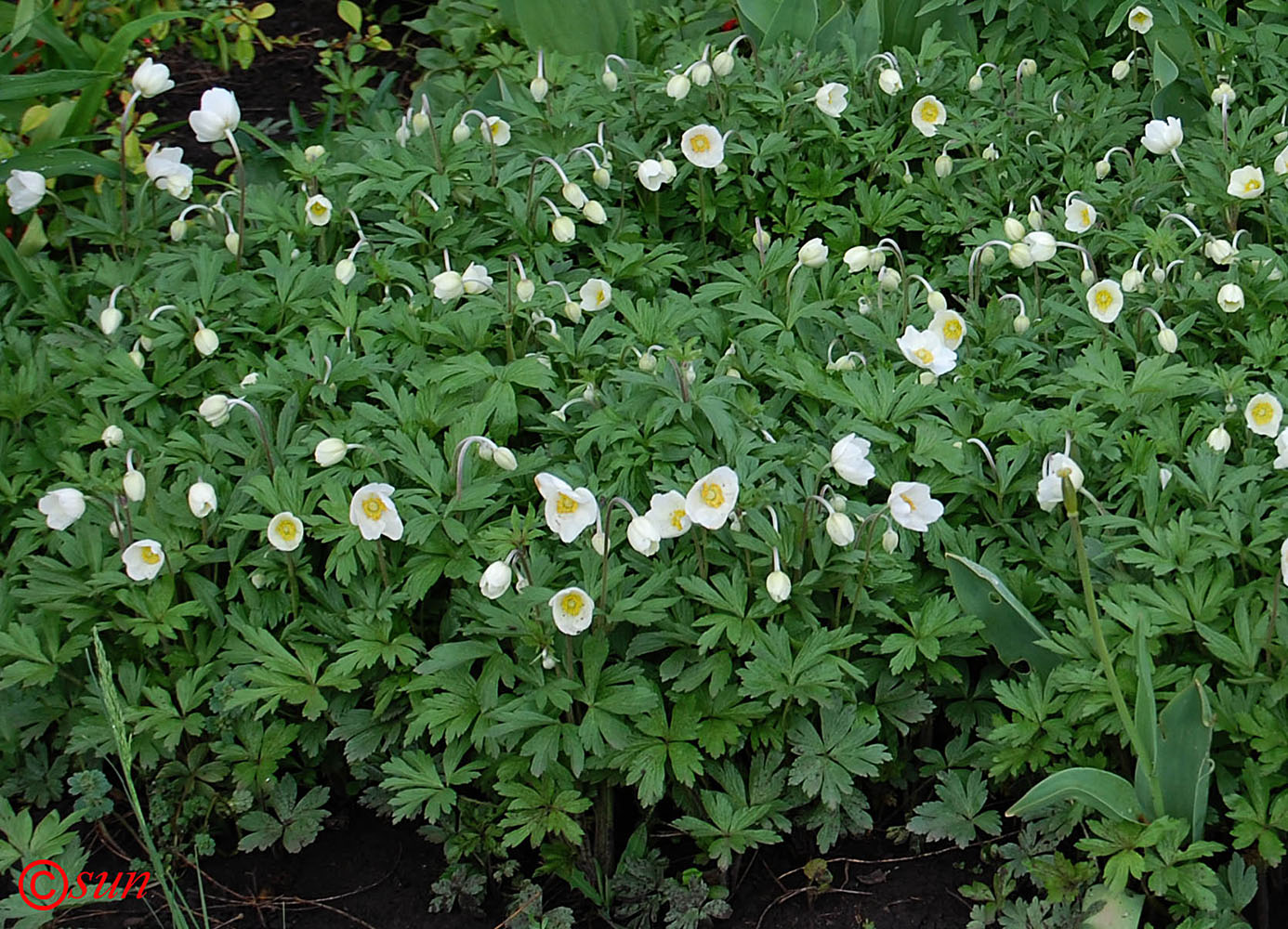 Image of Anemone sylvestris specimen.