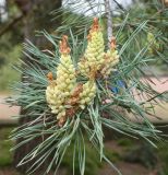 Pinus sylvestris. Верхушка ветки с микростробилами. Германия, г. Дюссельдорф, Ботанический сад университета. 28.04.2014.