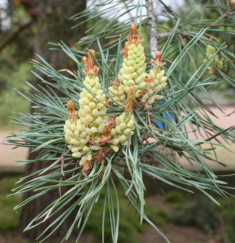 Изображение особи Pinus sylvestris.