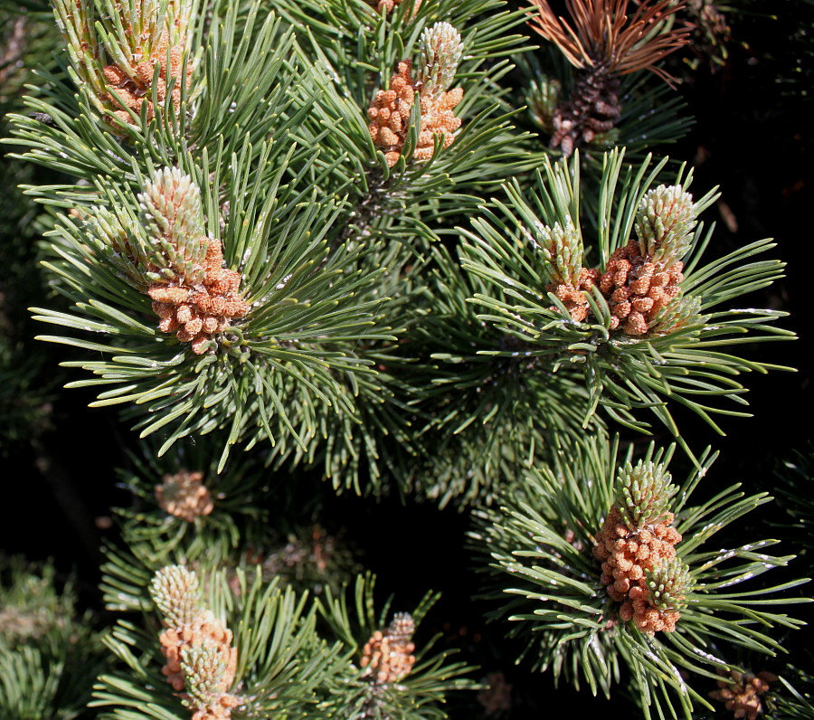 Изображение особи Pinus mugo.