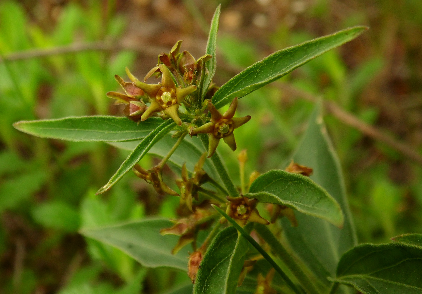 Image of Vincetoxicum intermedium specimen.