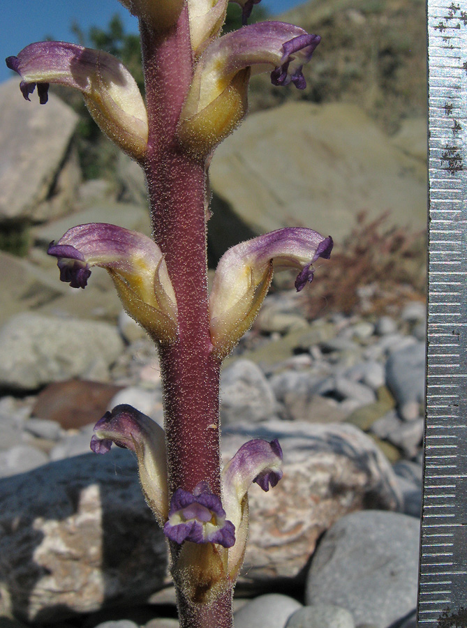 Image of Orobanche cumana specimen.