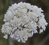 familia Apiaceae