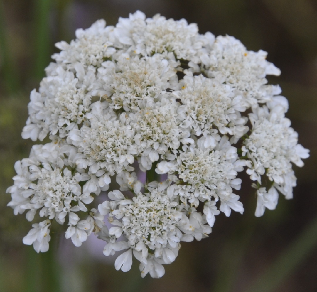 Изображение особи семейство Apiaceae.