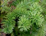 Cunninghamia lanceolata. Ветка с молодыми побегами. Германия, г. Дюссельдорф, Ботанический сад университета. 04.05.2014.