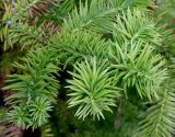 Cunninghamia lanceolata