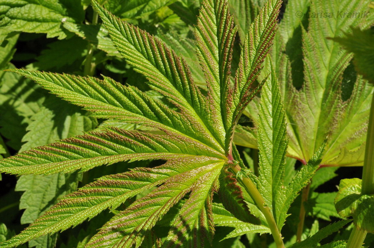Image of Filipendula palmata specimen.