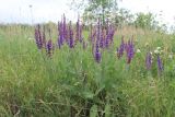 Salvia tesquicola