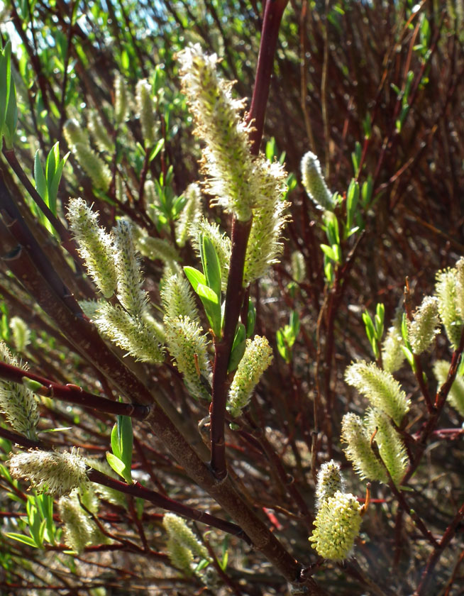 Изображение особи Salix phylicifolia.