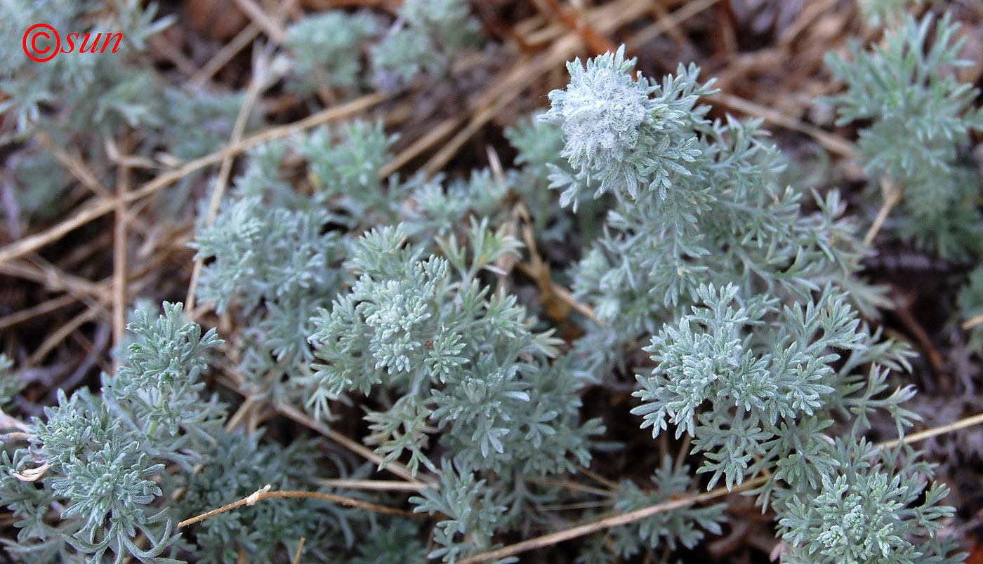 Image of Artemisia austriaca specimen.