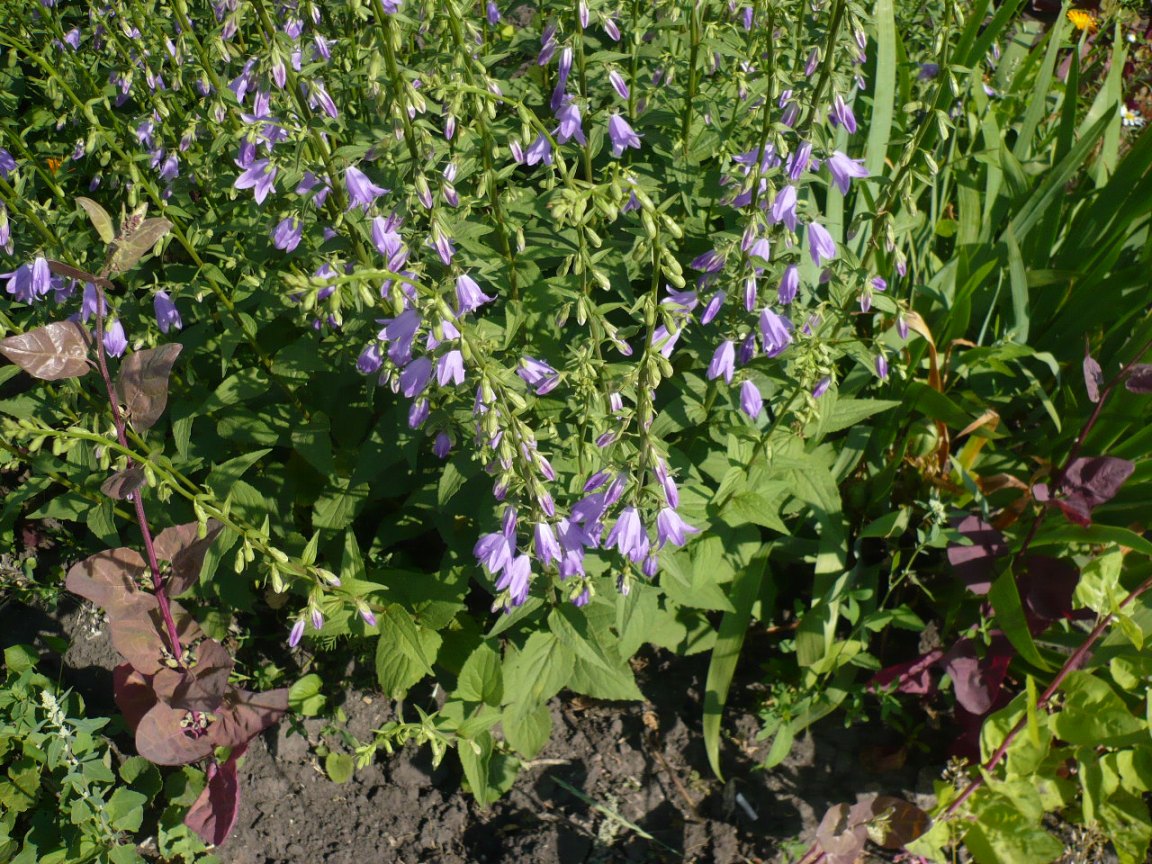 Image of Campanula rapunculoides specimen.