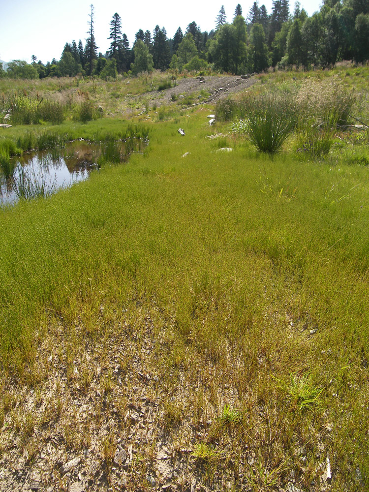 Image of Juncus bufonius specimen.