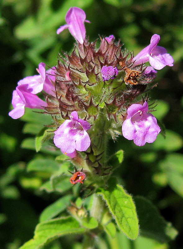 Изображение особи Clinopodium vulgare.