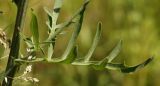 Centaurea adpressa. Часть побега с листом. Молдова, Кишинев, Ботанический сад АН Молдовы. 23.06.2014.