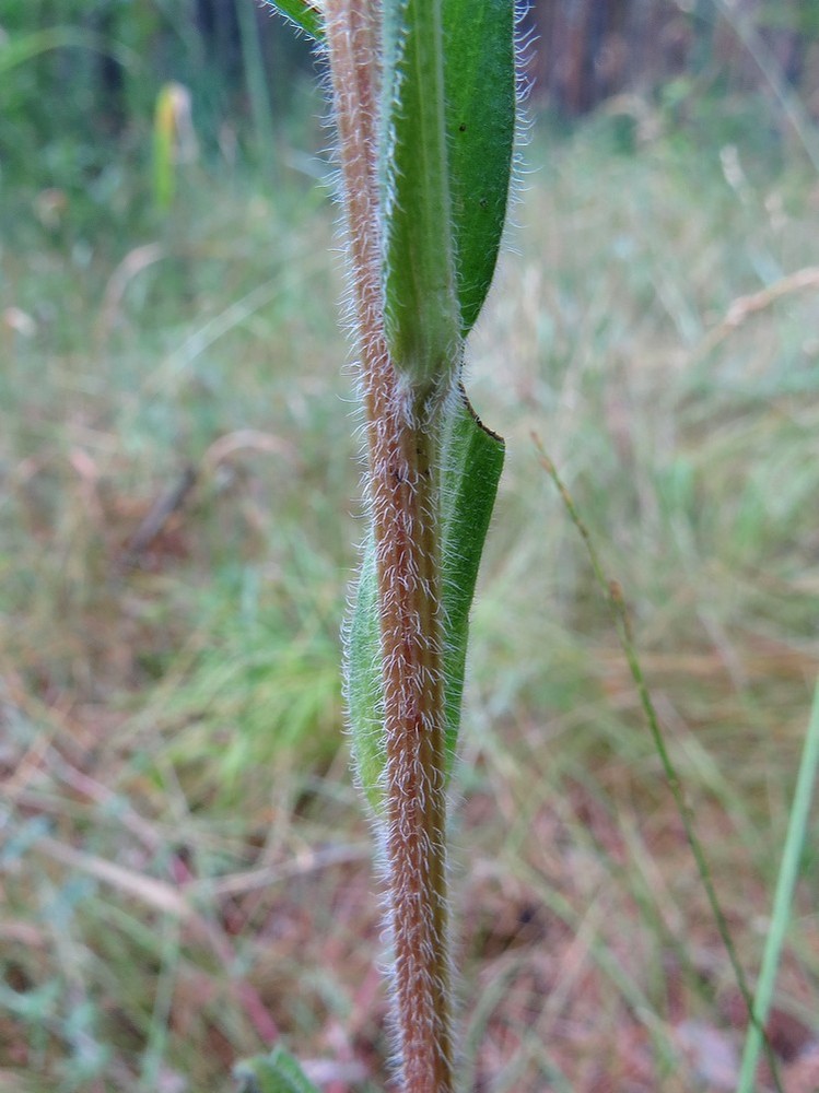 Image of Erigeron acris specimen.