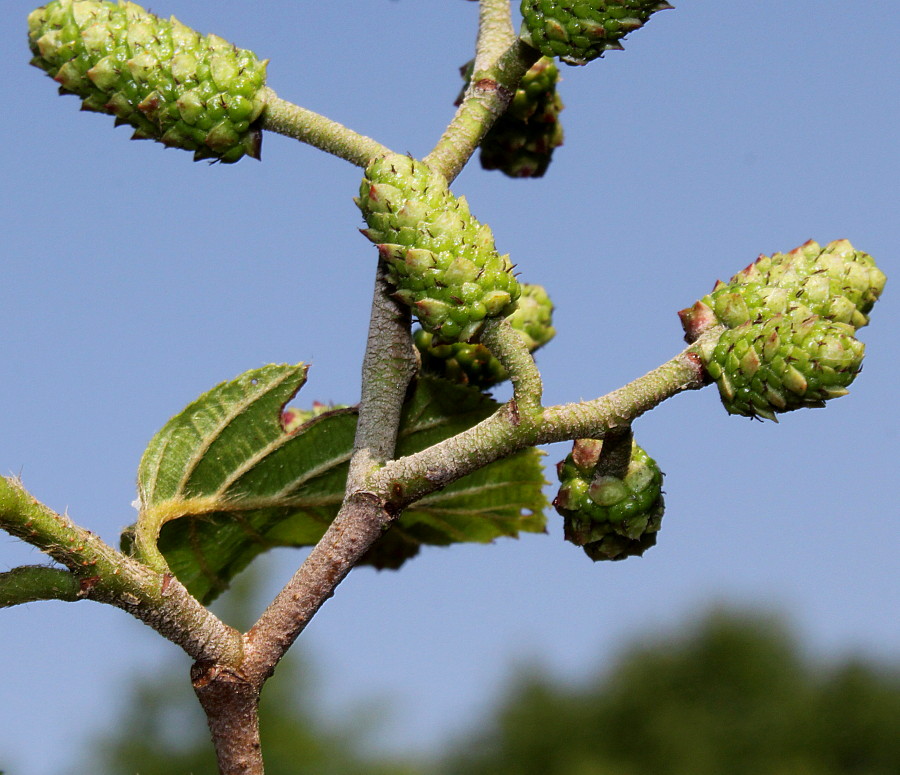 Изображение особи Alnus incana ssp. rugosa.