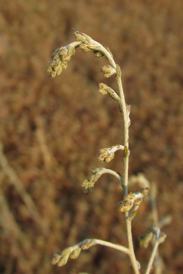 Изображение особи Artemisia santonicum.