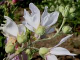 Malva olbia. Соцветие (вид со стороны цветоножек) 'Barnsley'. Германия, г. Дюссельдорф, Ботанический сад университета. 03.07.2014.