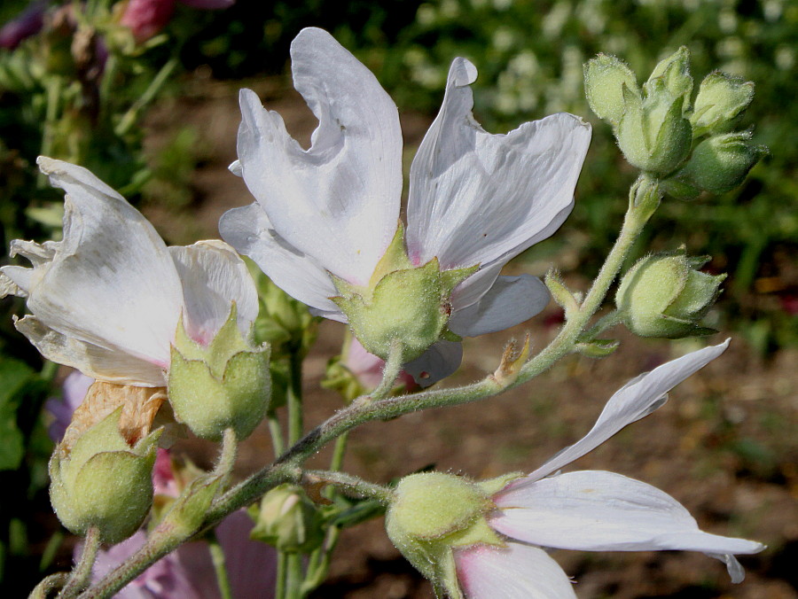 Image of Malva olbia specimen.