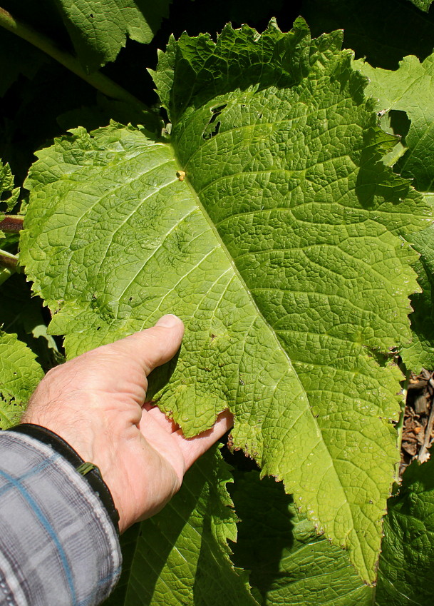 Image of Telekia speciosa specimen.