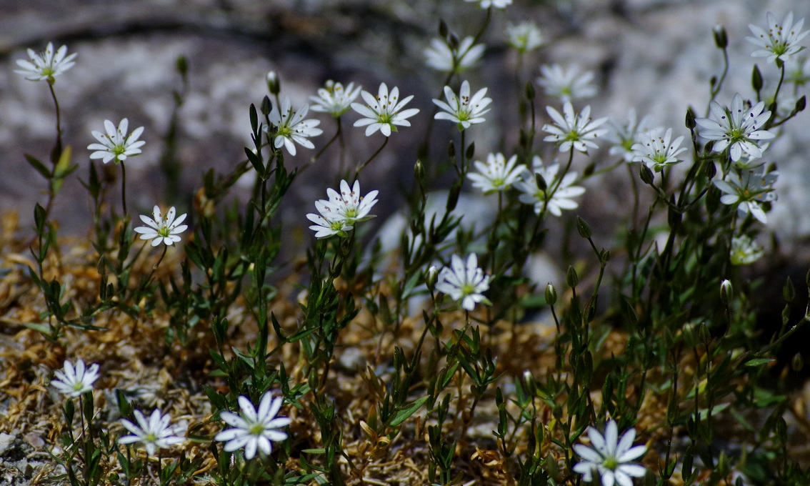 Image of Stellaria brachypetala specimen.