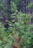 Juniperus communis. Верхушка взрослого растения. Республика Коми, Печоро-Илычский заповедник, долина реки Ыджыд-Ляга. 17.08.2014.