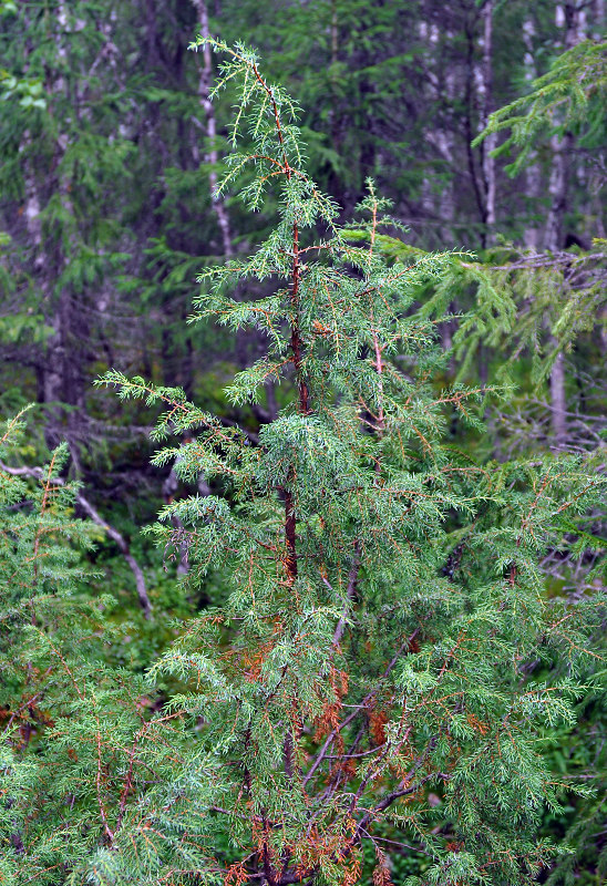 Изображение особи Juniperus communis.