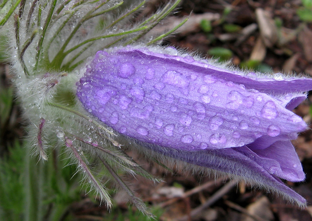 Изображение особи род Pulsatilla.