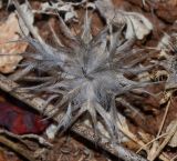 Trifolium stellatum