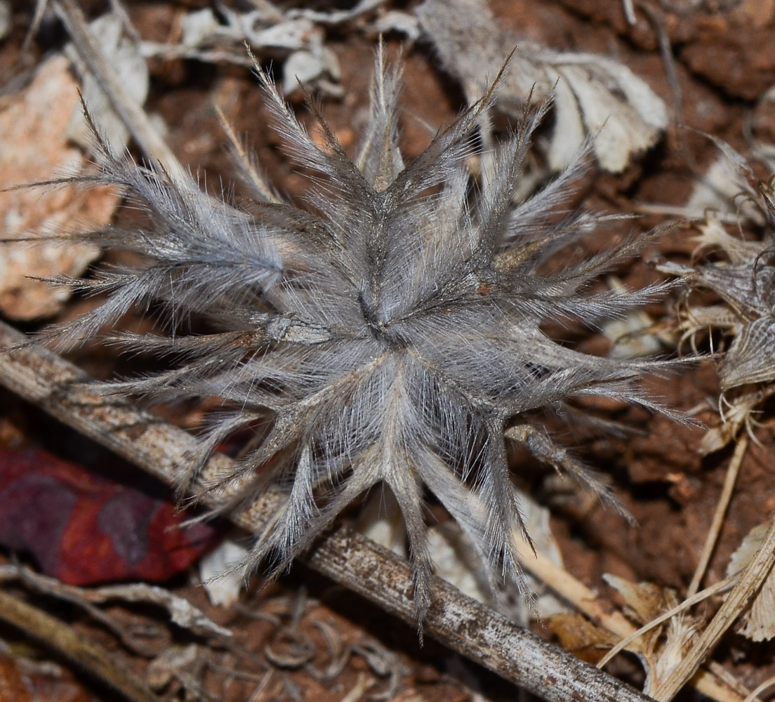 Image of Trifolium stellatum specimen.