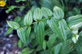 Gentiana schistocalyx. Верхушка растения с бутонами. Карачаево-Черкесия, окр. пос. Домбай, долина р. Домбай-Ульген. 30.07.2014.