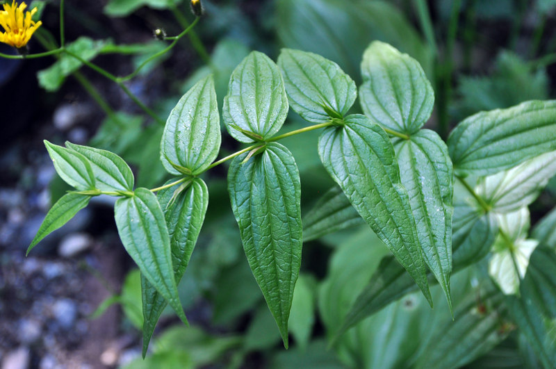 Image of Gentiana schistocalyx specimen.