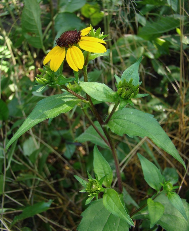 Image of Rudbeckia triloba specimen.