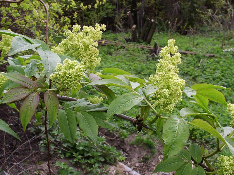 Изображение особи Sambucus racemosa.