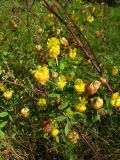 Trifolium aureum