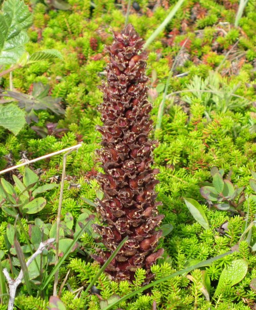 Image of Boschniakia rossica specimen.