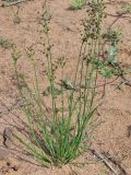 Juncus alpino-articulatus