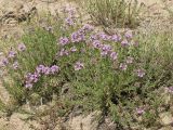 Thymus pallasianus. Цветущее растение. Окрестности г. Волгограда, Лысая гора, песчаная степь, 18.06.2005.